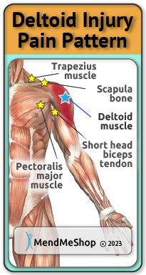 deltoid muscle pain, strained deltoid muscle, bicep long head deltoid muscle area.