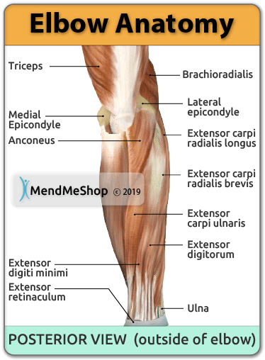 Lateral and Medial Epicondyle Location