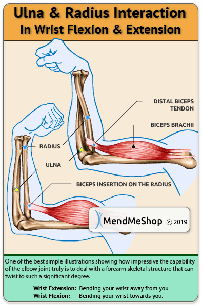 ulna radius wrist flexion extension