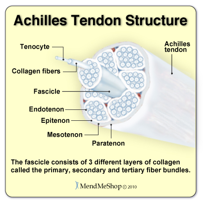 Achilles Tendon collagen fibers run parallel in layers creating a strong structure that stretches and recoils as you contract and relax your muscles.