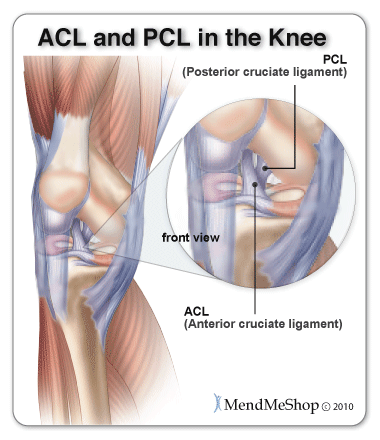 Anatomy of the ACL and PCL in the Knee Joint
