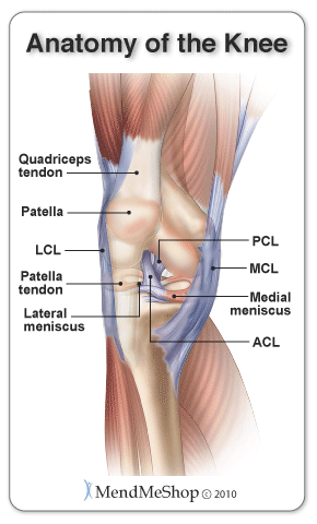 Anatomy of the Knee