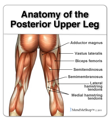 posterior upper leg anatomy hamstring