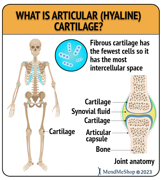 articular cartilage infographic hyaline cartilage