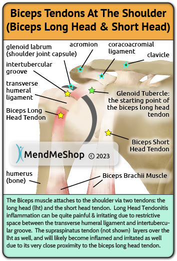 Proximal Biceps long head & short head tendon
