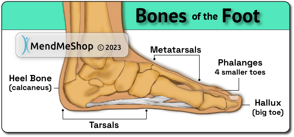 Skeletal Overview of the Foot