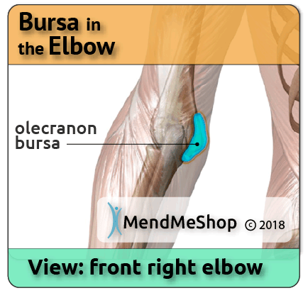 Bursa in the Elbow