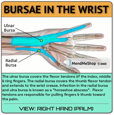 Ulnar bursa, Radial Bursa location hand wrist