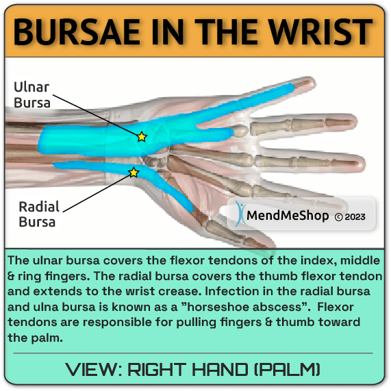 bursa wrist and hand ulnar bursa radial bursa