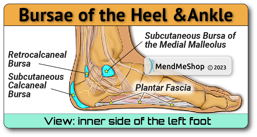 Heel and Ankle Bursa Locations