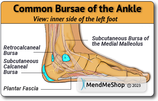 bursa of the ankle