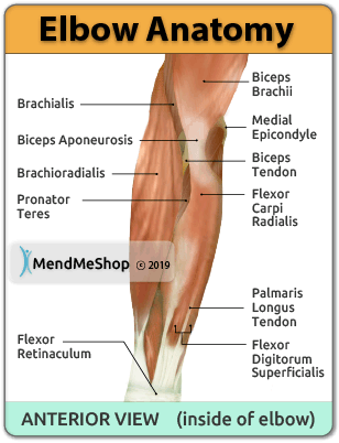 elbow anotomy anterior view
