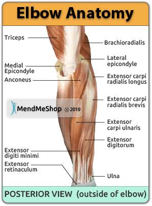 elbow anotomy posterior view