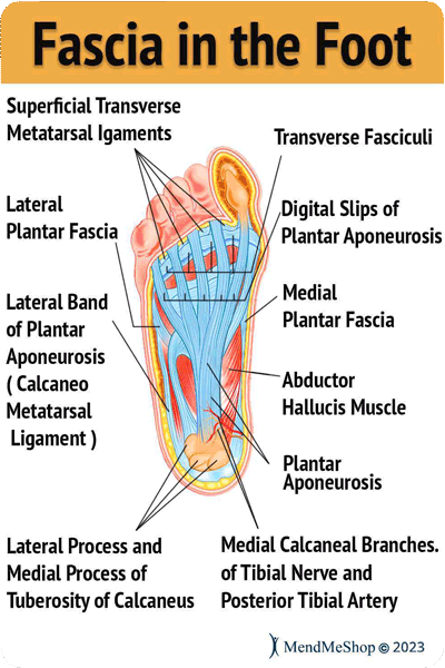 What Is Iliotibial Band Syndrome? Symptoms, Causes & Treatment Options –  BodyHeal