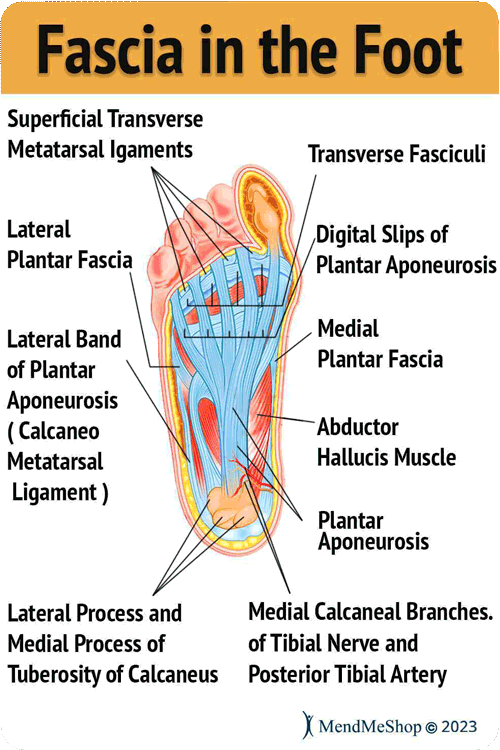 detailed view of plantar fascia