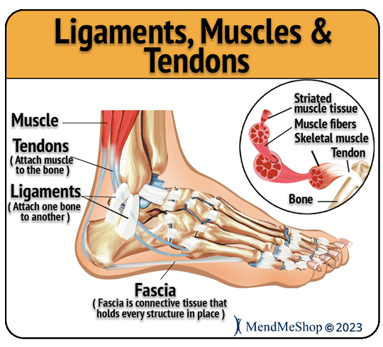 foot ligaments tendons fascia