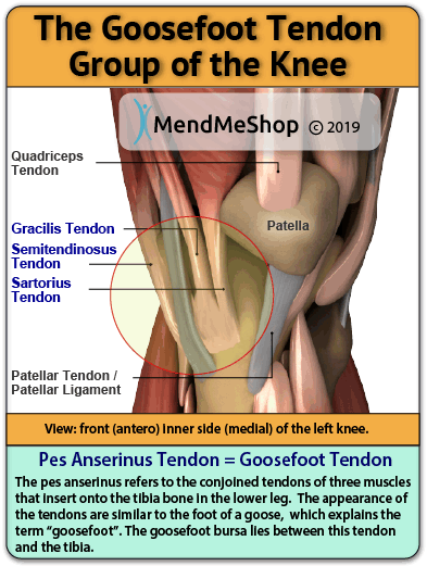 pes anserine tendon anatomy