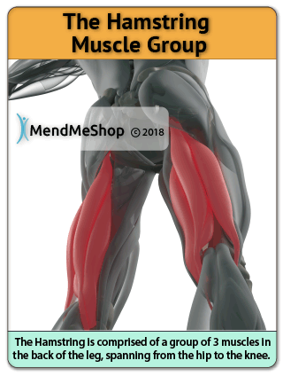 Muscles and tendons of the Hamstring
