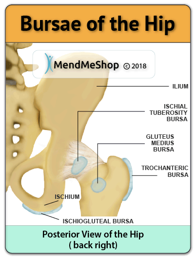 posterior hip bursas greater trochanteric bursa, ischial tuberosity bursa, gluteus medius bursa, ischiogluteal bursa