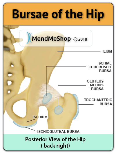 Greater Trochanteric Bursitis & Ischial Gluteal Bursitis (What is Bursitis?)  — Osteopath Hawthorn