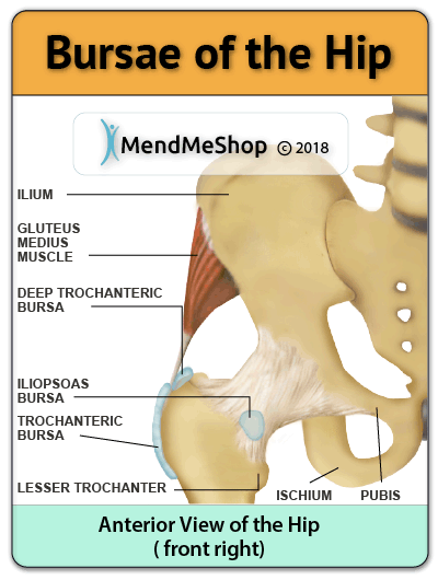anterior hip bursas greater trochanteric bursa, deep trochanteric bursa, iliopsoas bursa