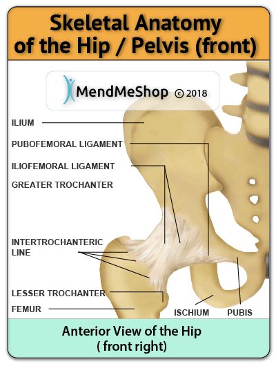 hip ligaments anterior view 