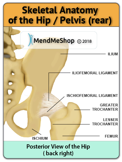 hip ligaments posterior view 