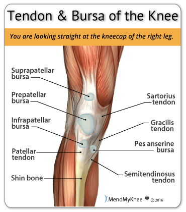 knee tendonitis pain areas