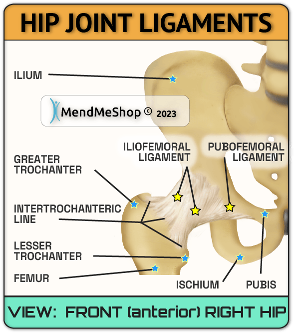 ligaments of the hip joint