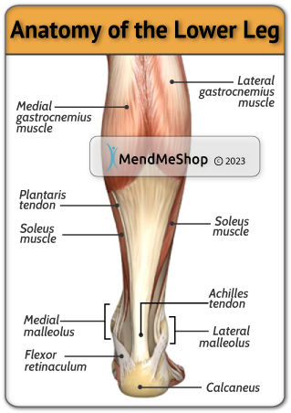 calf pain and the calf muscles the gastrocenemius and soleus muscles