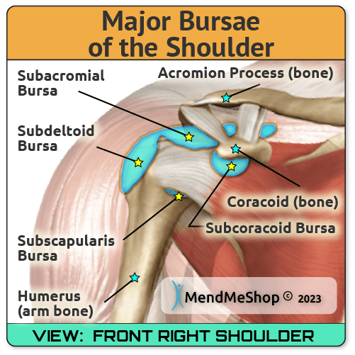 Subdeltoid, subacromial, subscapularis and subcoracoid bursae in the shoulder