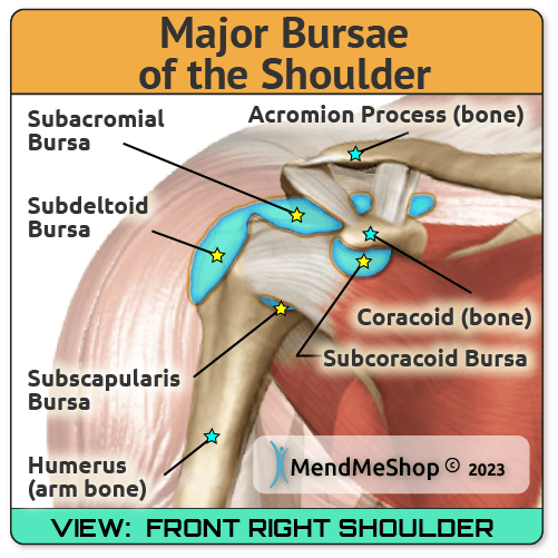 3 The bursa of the shoulder joint