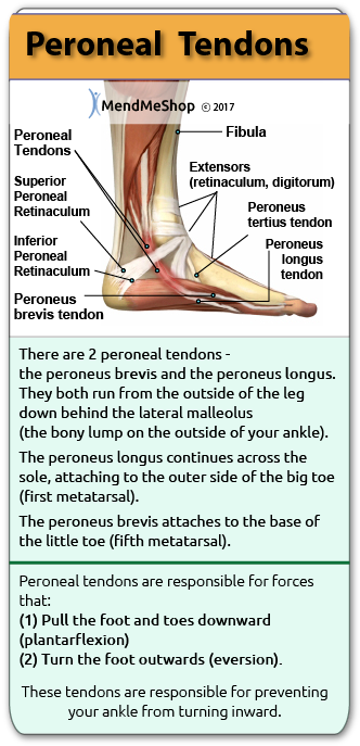 peroneus tendon location peroneal tendon location