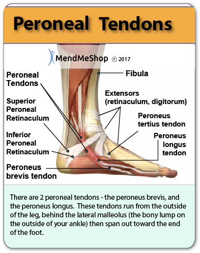Ankle Tendons Peroneal
