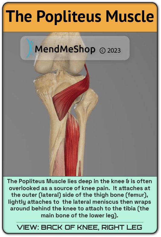 3d rendering of the popliteus muscle