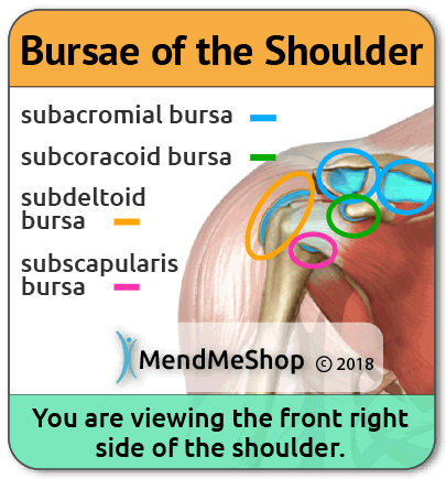 Bursa in the Shoulder