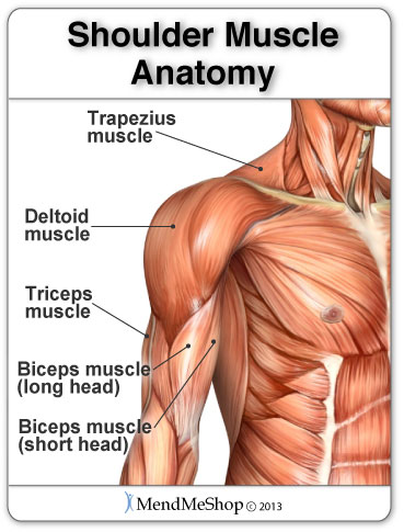 anatomy shoulder muscles
