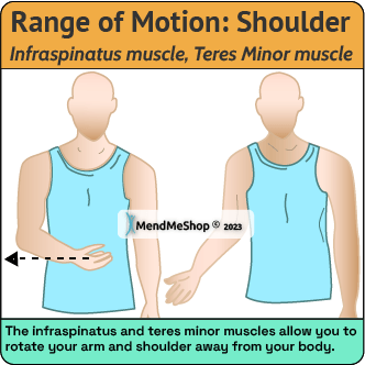 infraspinatus muscle teres minor muscle movement guide