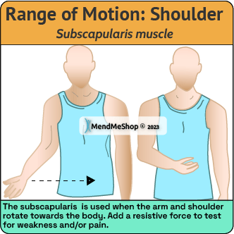 subscapularis muscle movement guide