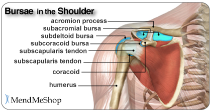 list of shoulder bursa