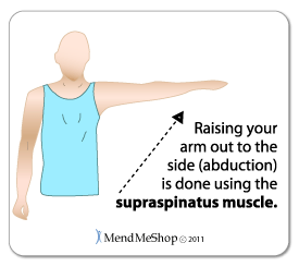 supraspinatus muscle movement guide