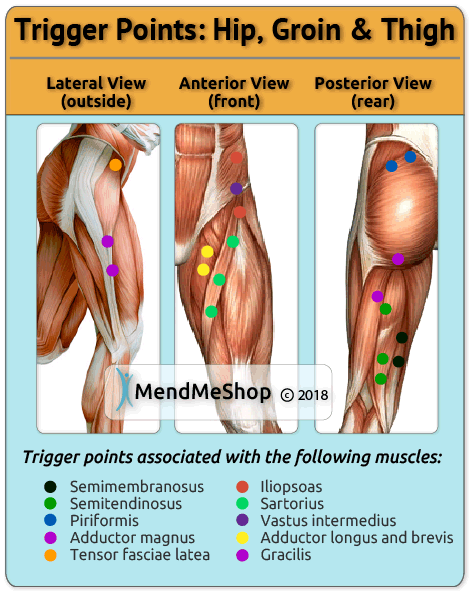 hamstring, thigh and hip trigger points result from toxins and waste build up in a tight muscle